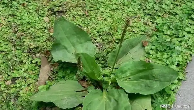 "车前草"是个宝,坚持泡水喝,或能帮助改善5个问题|祛痰|金钱草|清热