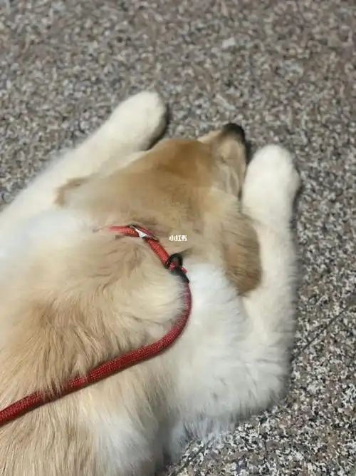 小狗狗都爱这么趴着么