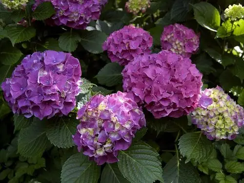 五颜六色的绣球花,粉红色和黄色的花瓣 750x1334 iphone 8/7/6/6s