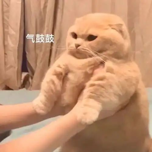 萌宠猫星人气鼓鼓生气搞怪呆萌gif动图_动态图_表情包下载_soogif