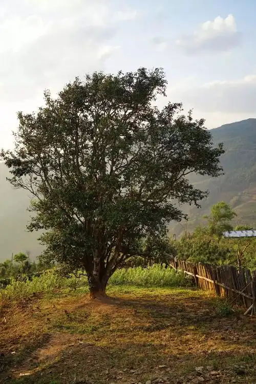 澜沧邦崴古茶树是全世界范围内发现的唯一棵最古老的过渡型大茶树
