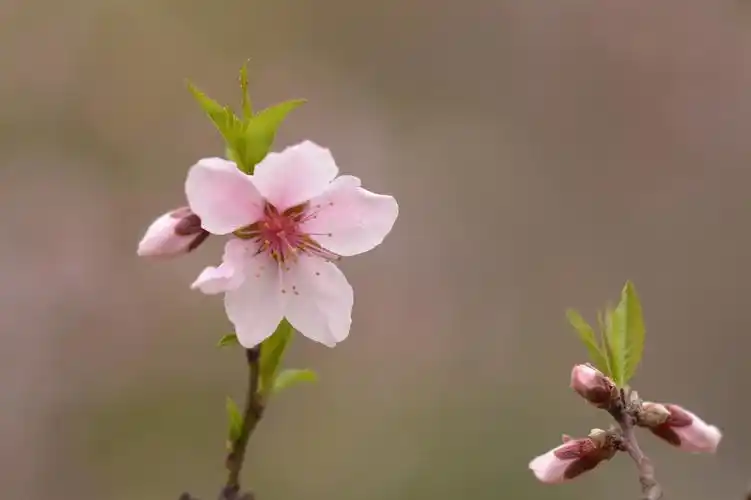 一枝桃花壁纸图片