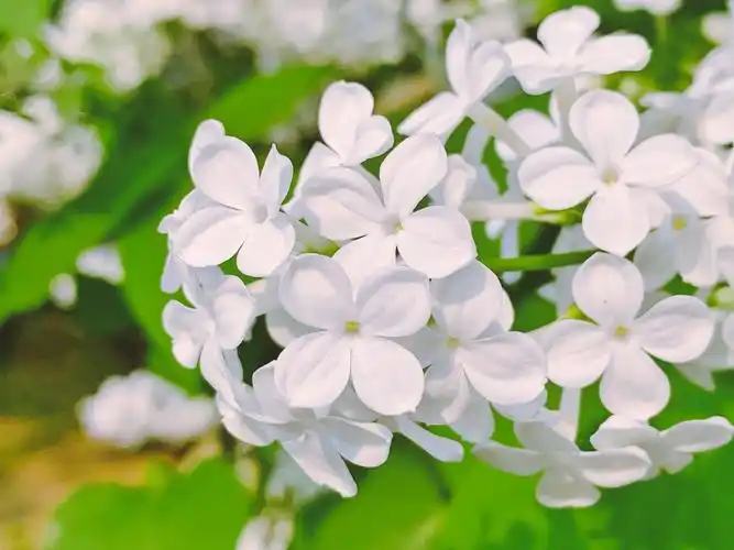 丁香花的花语和象征代表意义是纯真无邪,初恋,谦逊,忧愁思念,哀婉