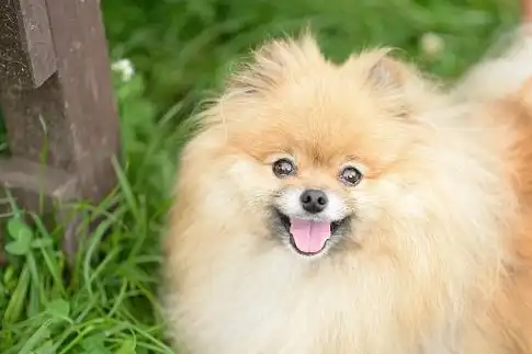 十大适合家养的狗狗!哪一只你的最爱?