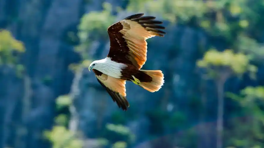 安卓(android)飞翔 雄鹰高清手机壁纸免费下载,安心市场-用安卓,要