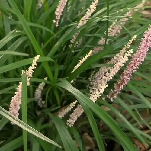 本文将介绍山麦冬的盆景和药用价值,帮助读者更好地了解这种野草.