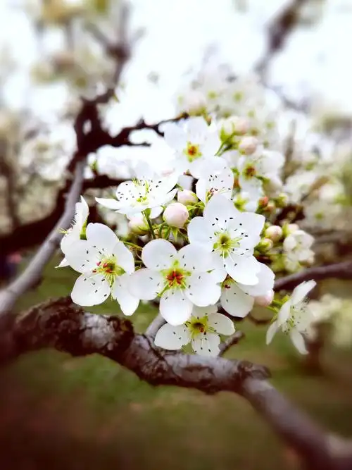 时间过得真快啊感觉梨花落了没几天梨子都这般大了