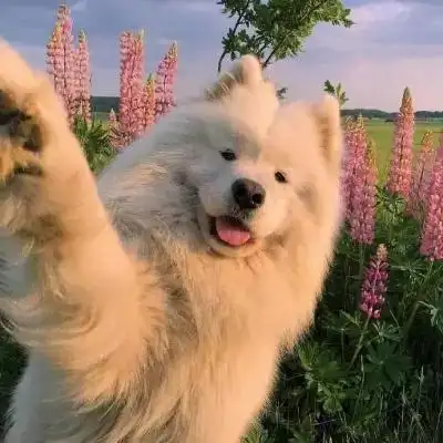 可可爱爱猫咪头像可爱高清神仙 小众超级可爱萌的小动物头像_动物头像