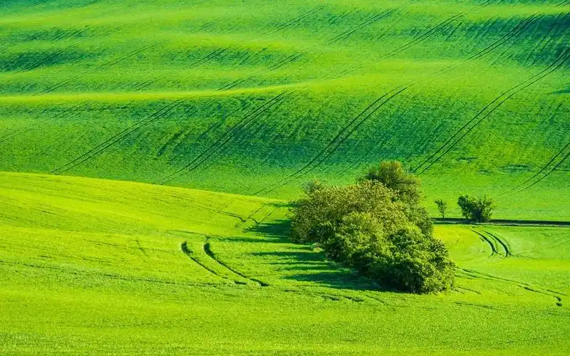 高清绿色草地护眼图片壁纸