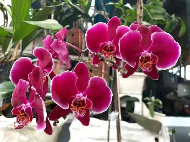 蝴蝶兰灰霉病的症状与防治,蝴蝶兰灰霉病的发病规律