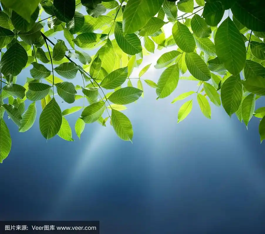 阳光,蓝天,绿叶.