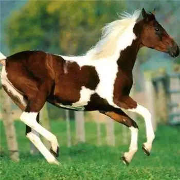 马头像图片大全,高清最漂亮的马微信头像_动物头像_头像屋