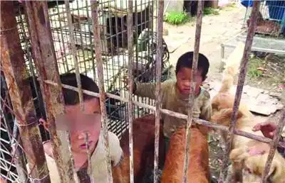 笼子里的小兄妹(网络图)