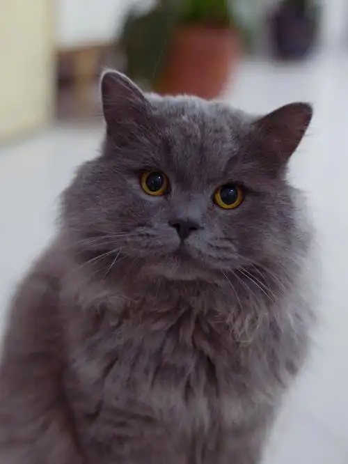 锦州宠物写真自家长毛蓝猫