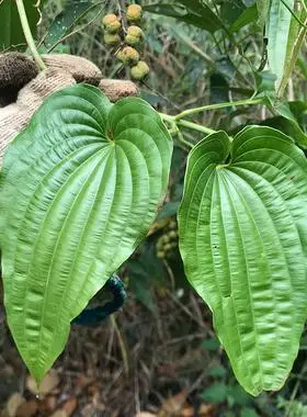 广东野山新鲜条根百条酊500g百部