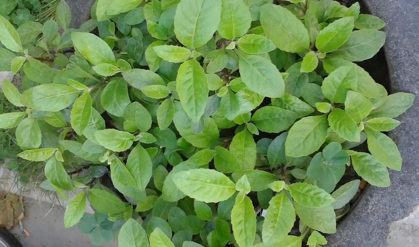 展开全部 明月草.长时间长了.