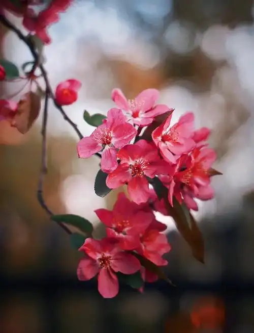 94海棠花的绚丽色彩94