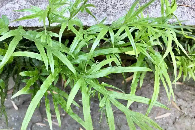 人称"金鸡尾",南方人用它煮凉茶,也许你家门前就有,别铲除|凤尾草