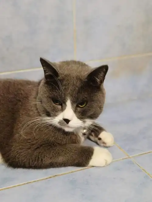 家中蓝白英短串串求新妈妈免费领养