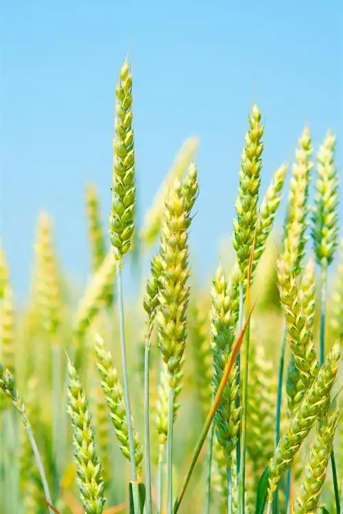 麦田,清新的绿色,蓝色的天空 iphone 壁纸