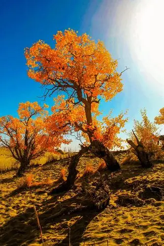 中国最美六大胡杨林,上帝赐予最美的秋色