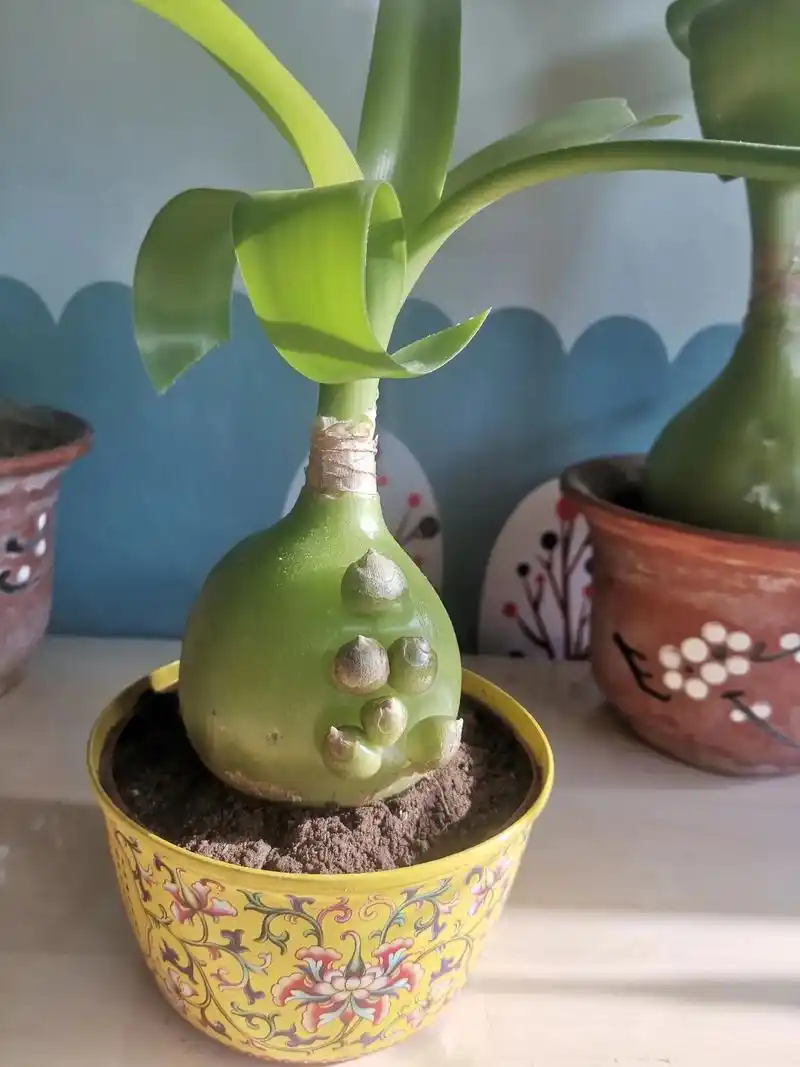 我的退休生活《养花》(一)虎眼万年青:根长的像大蒜头,细颈, - 抖音