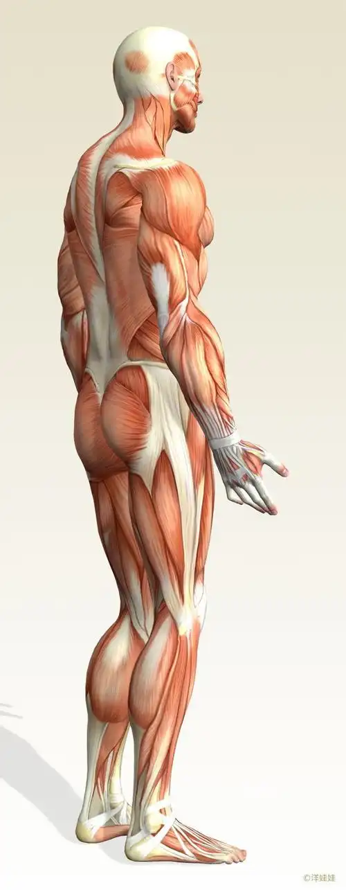 资源帖人体肌肉原画吧百度贴吧