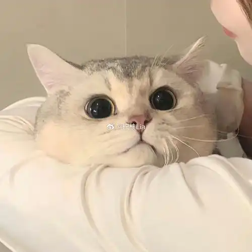 头像##可爱头像##卡通##猫咪##情侣头像##可爱情头##不明显情