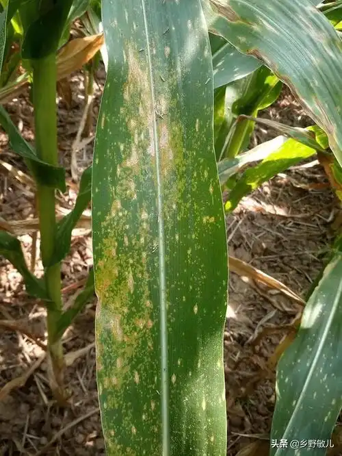 头条问答 - 玉米棒吐丝间发了黄锈病,请问大家有什么方法治疗吗?