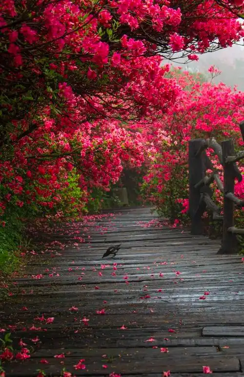 藏不住了湖北这片宝藏花海太震撼人间仙境不过如此了吧