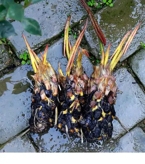 轻奢涞思芊睡莲根块池塘睡莲花水培植物四季莲花盆栽水养花卉荷花大