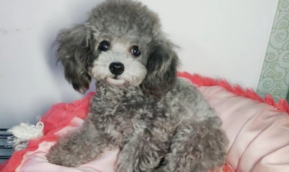 灰泰迪怎么看纯不纯?为什么有的人这么喜欢灰色泰迪犬?