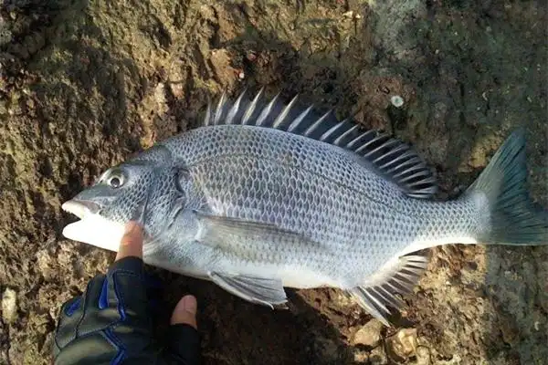 黑鲷鱼多少钱一斤黑翅鱼营养价值及功效