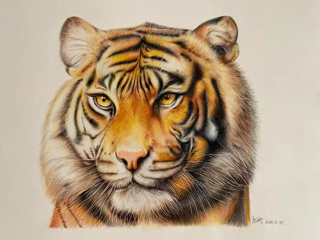 彩铅老虎,带步骤带原图. 彩铅画虎虎生威.