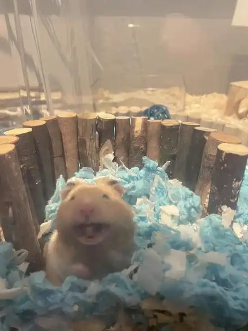 金丝熊牙多长才需要剪呀