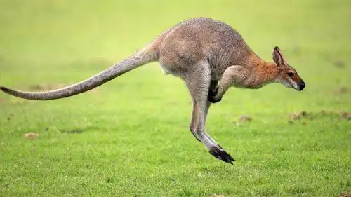 跑得最快的动物前十名(地球上速度最快的10大动物)插图2