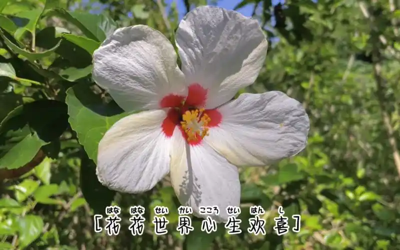 白色的木槿花也是挺好看的!