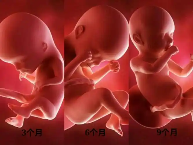 怀孕3个月胎儿图片(怀孕三个月真实图片)