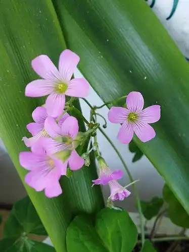 长在花盆里的四叶草开花了