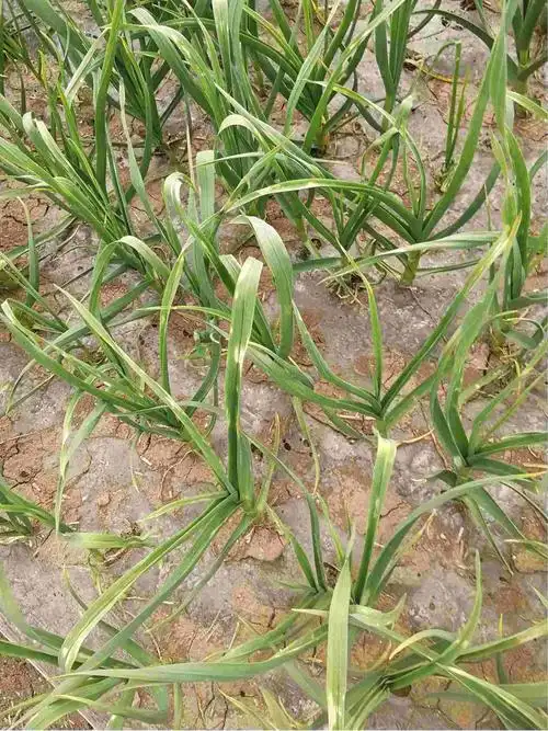 伴随着叶面渐渐失去光泽枯萎症状望老师能讲解一下病因和解决办法谢谢