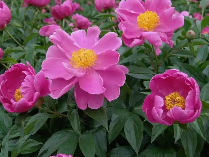 花的特写,花卉,芍药,将离,离草,植物花卉粉色的芍药花图片 花的特写