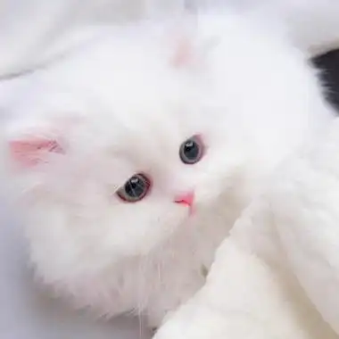 呆萌小奶猫图片头像高清_动物头像_头像屋