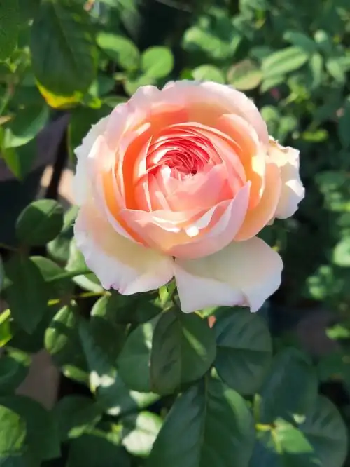 今天的花特别漂亮00