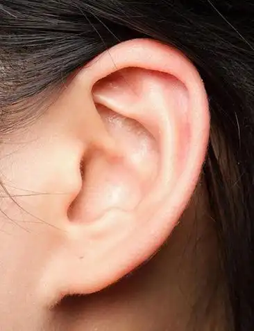 神奇的耳穴瘦身法 按按耳朵就能不饿