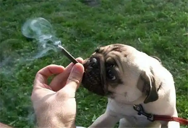 48只狗被英国烟草公司做实验,三年每天抽100根烟