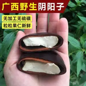 【过江龙子野生】过江龙子野生品牌,价格 - 阿里巴巴