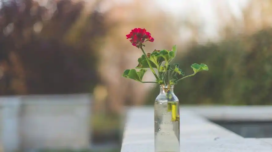 治愈系小清新静物唯美高清壁纸