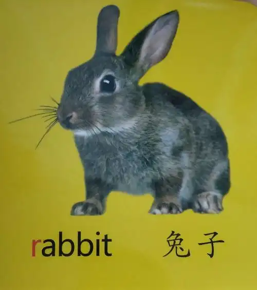 英语单词:rabbit(兔子)
