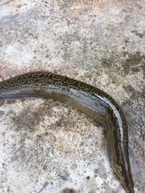 问下大家这条是刀鳅吗? - 钓鱼之家