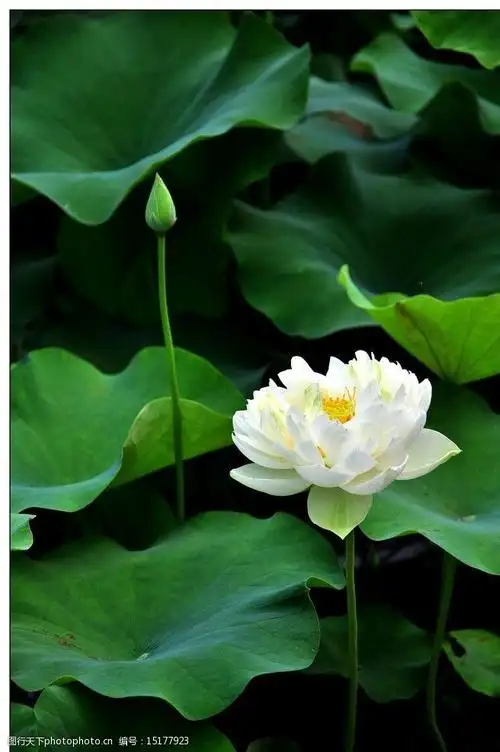 白荷花白莲花图片